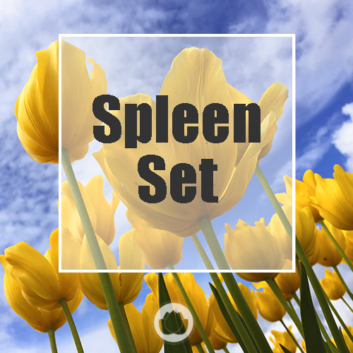 THE SPLEEN IN CHINESE MEDICINE – SET OF 10 SHEETS
