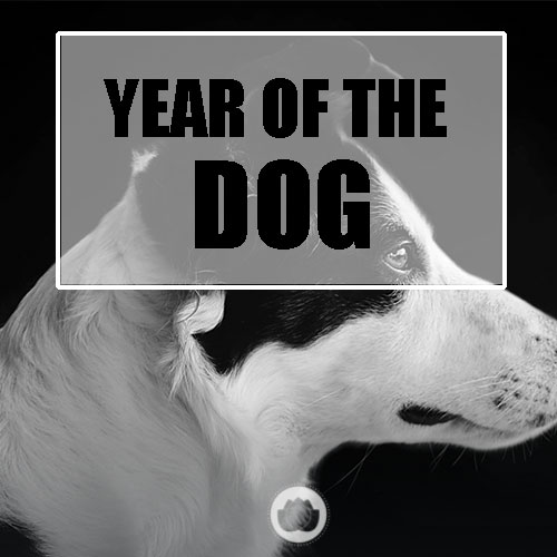 YEAR OF THE DOG