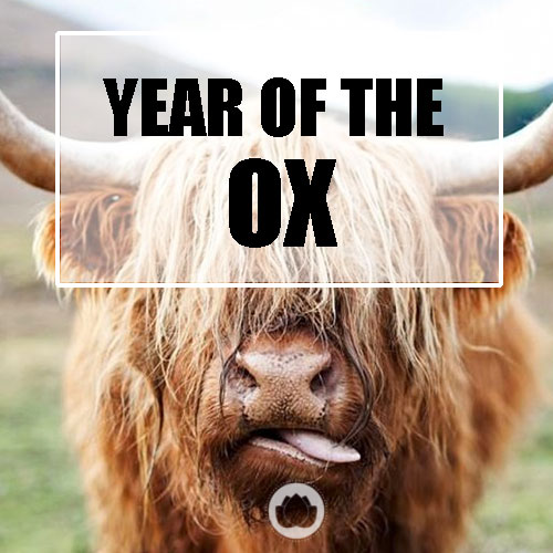 YEAR OF THE OX