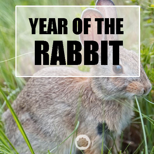 YEAR OF THE RABBIT