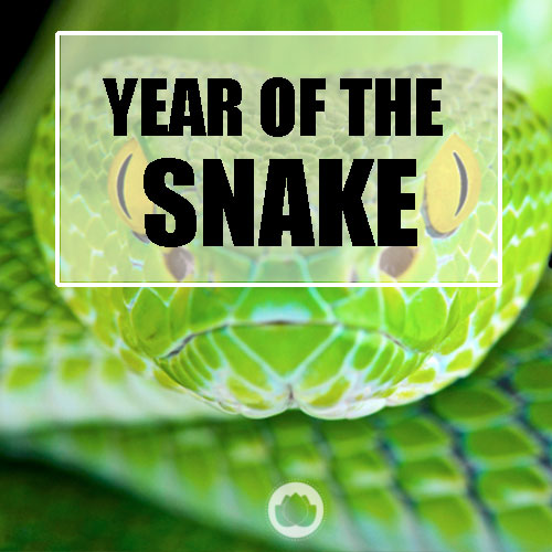 YEAR OF THE SNAKE
