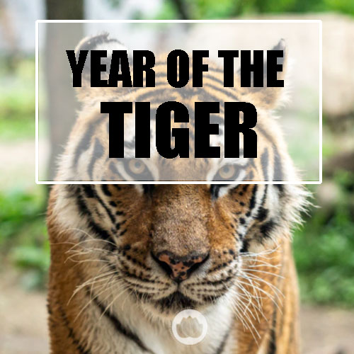 YEAR OF THE TIGER